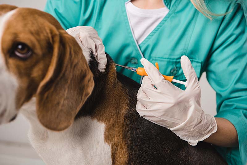 Vet Injecting MicroChip into a dog
