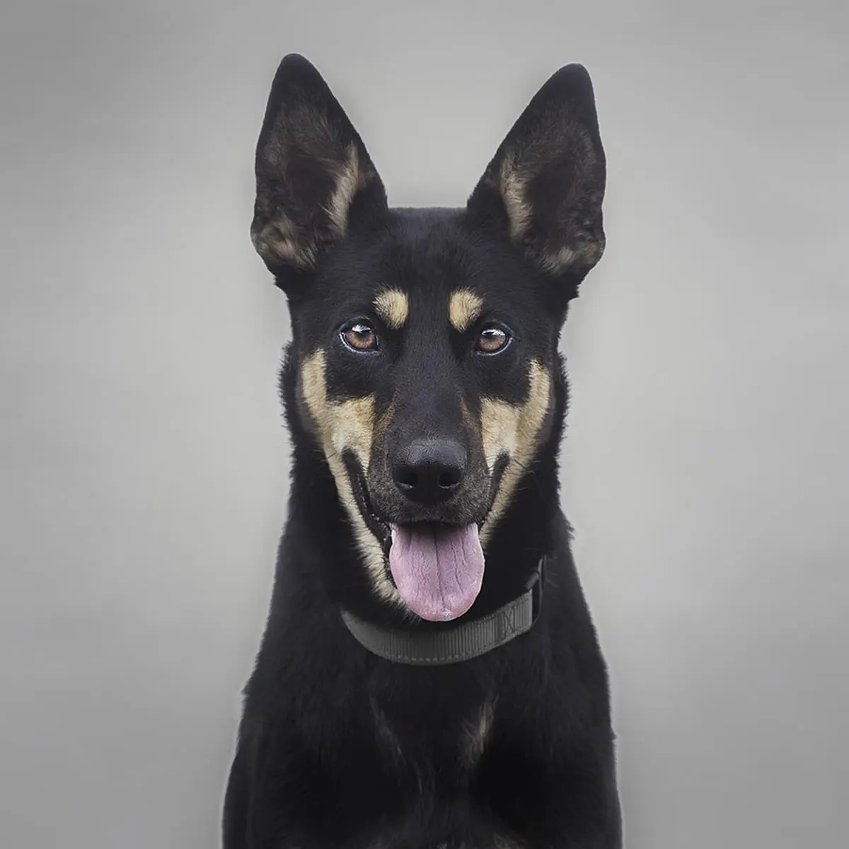 Laszlo Dog Image