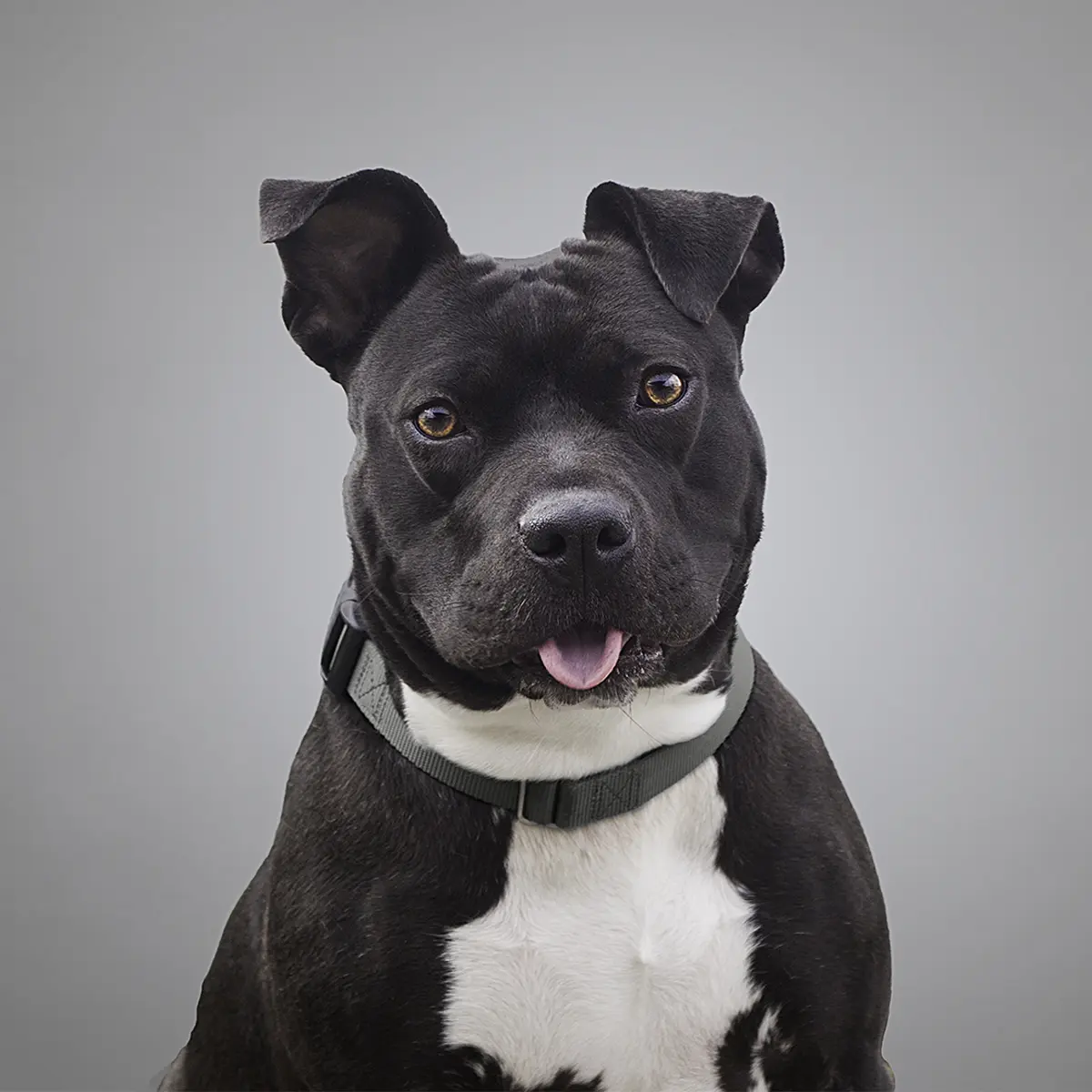 Laszlo Dog Image