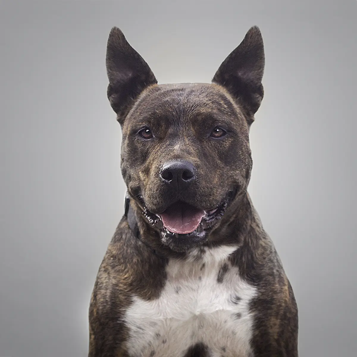 Laszlo Dog Image