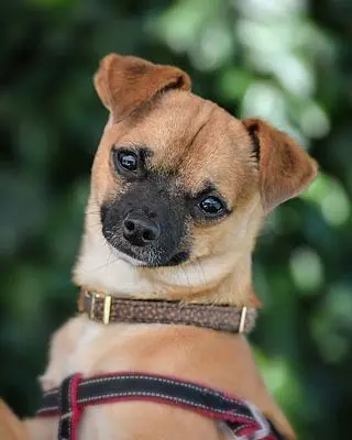 dog1