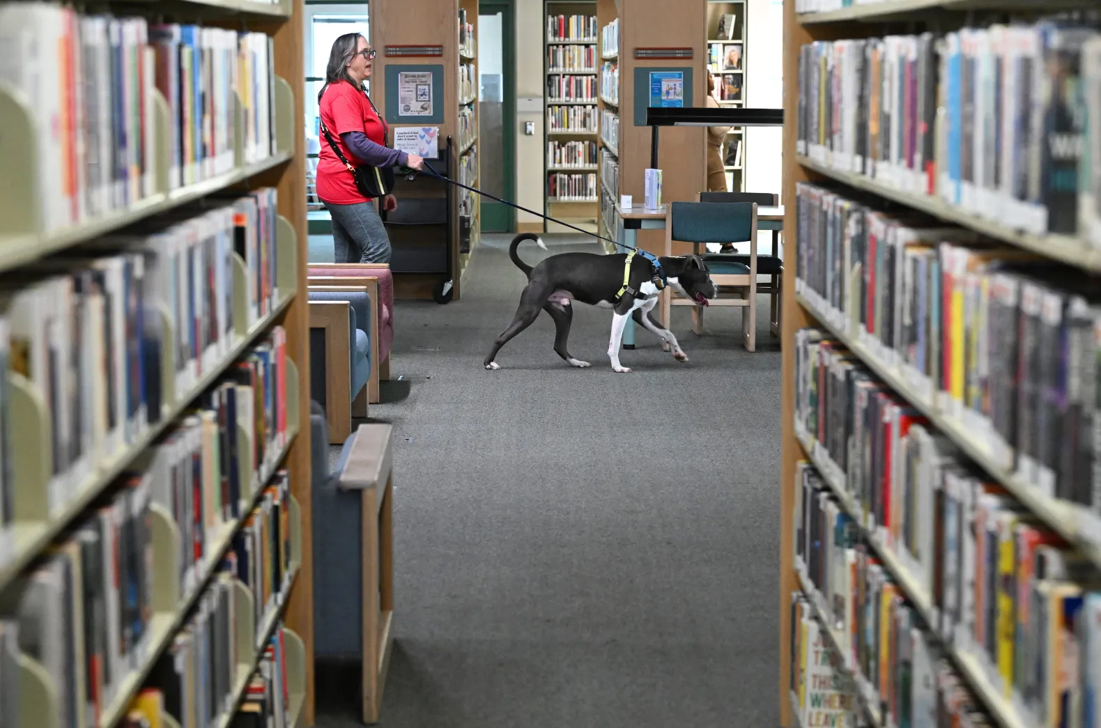 Webster the dog walks through the Benicia Library as the Humane Society of the North Bay brought dogs to Cuddle Club on Saturday. (Chris Riley/Times-Herald)