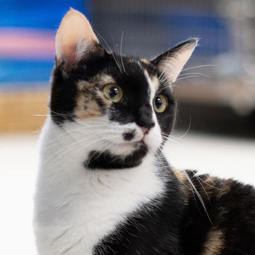 KOI-square-headshot Image of Rosalie the dog