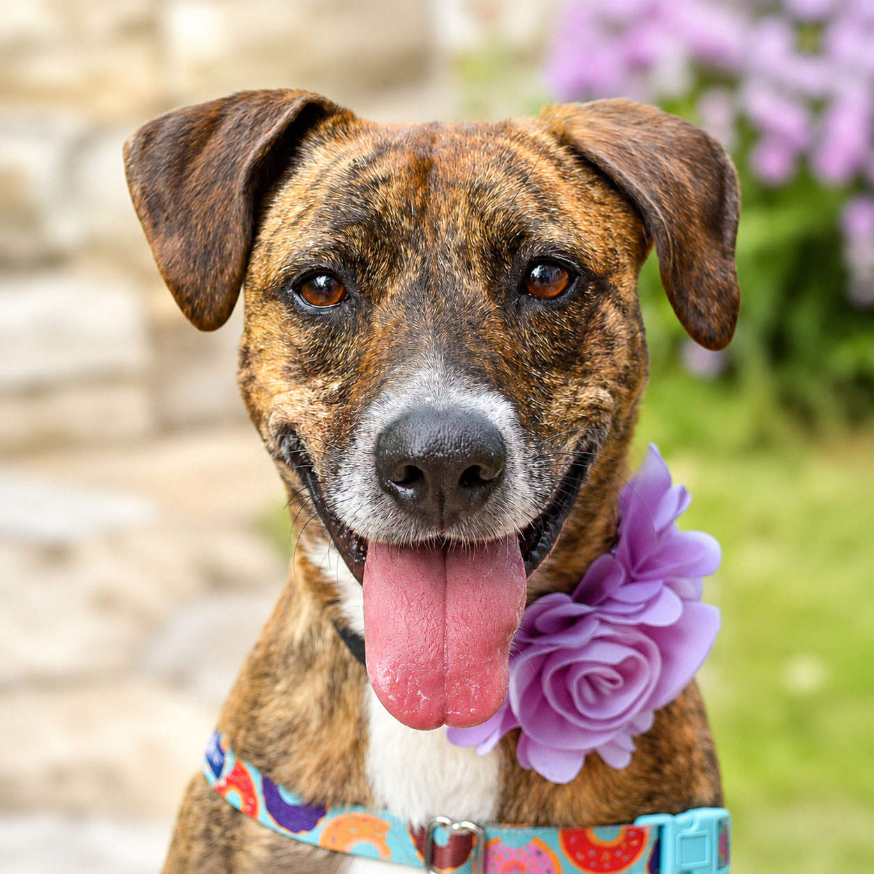 DELLA-HSNB-FEATURED-PET-AUGUST-2026---Lszucs Image of Kobe the dog