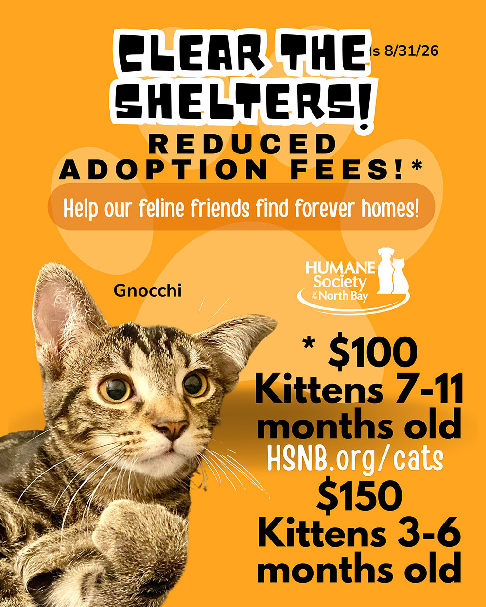 GNOCCHI-CAT-KITTEN-AUGUST-2026-PROMOTIONS-FLYER-WEBSITE