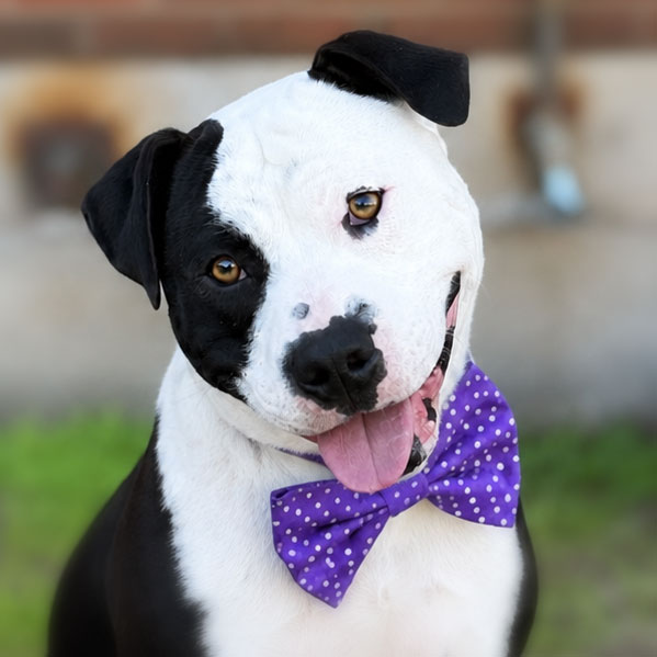 PICASSO-FEATURED-PET-SEPTEMBER-2026_Lnszucs-2-1 Image of Kobe the dog
